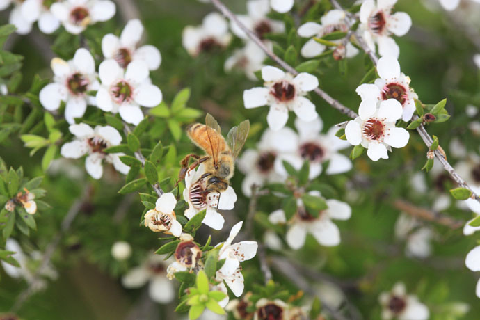 Abeille butinant une fleur de manuka