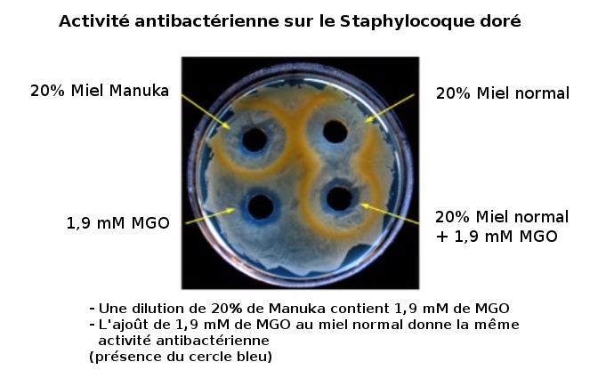 Activité antibactérienne du Miel de Manuka