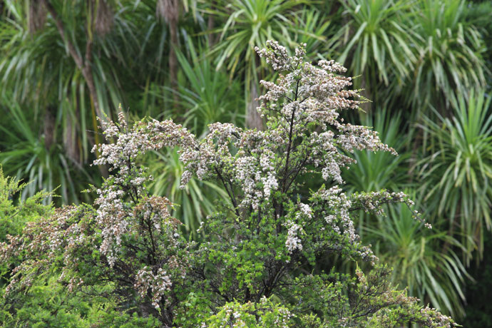 Arbre de Manuka