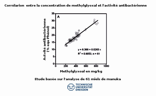 Corrélation entre la concentration en MGO et  l'activité antibactérienne